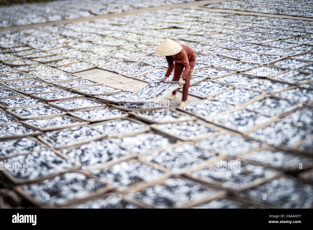 Drying fish in the yard Quang Tri province central Vietnam Stock Photo