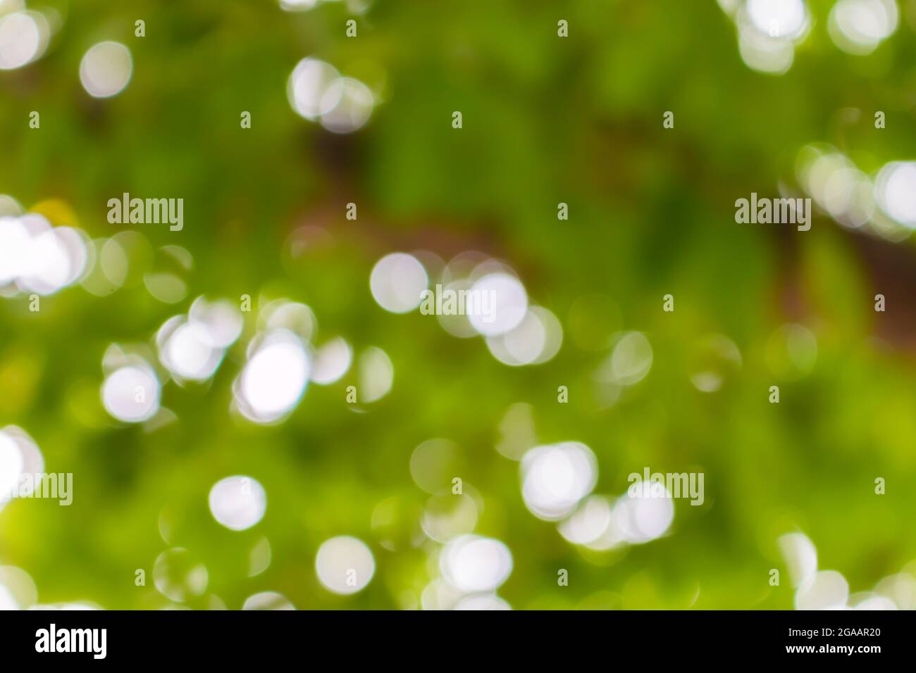 Natural Bokeh,blurred bokeh light from tree backgroun Stock Photo - Alamy