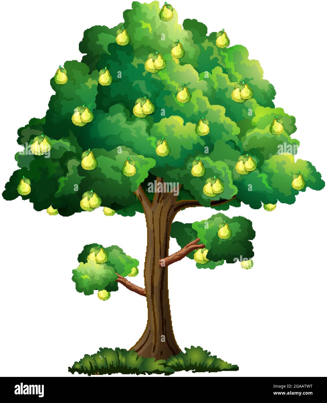Pear fruit tree isolated on white background illustration Stock Vector ...