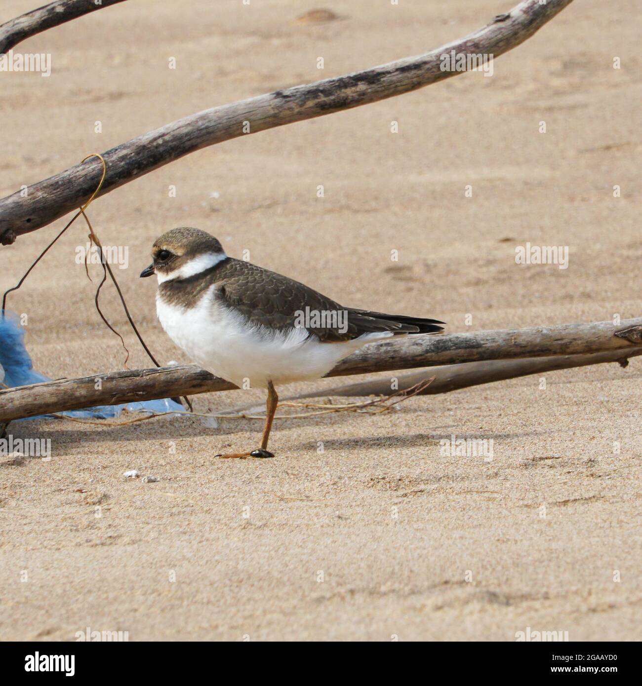 Small gray bird Big-billed plover on a sandy beach. Greater Sand Plover-Charadrius leschenaultii Stock Photo