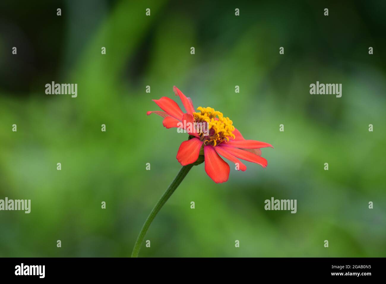 Isolated red and yellow wild flower in blurred background Stock Photo