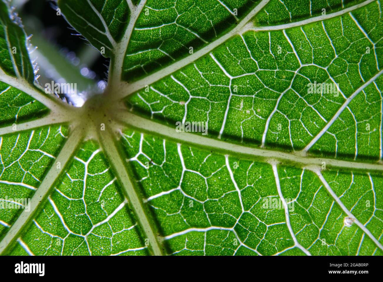 closeup photo of plant leaf veins pattern Stock Photo Alamy