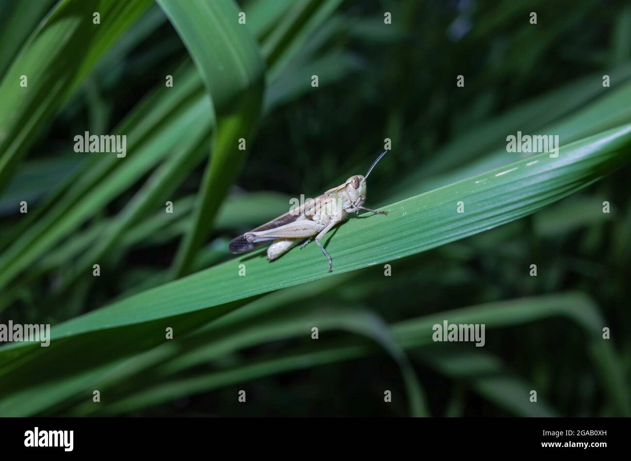 macro photo of grasshopper on a green grass Stock Photo