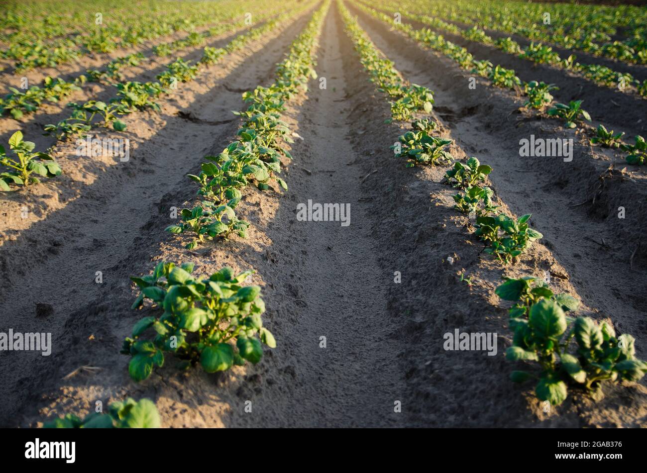 Rows of small potato bushes on a farm plantation. Agribusiness organic farming. Landscape with agricultural land. Vegetable rows. Growing food for sal Stock Photo