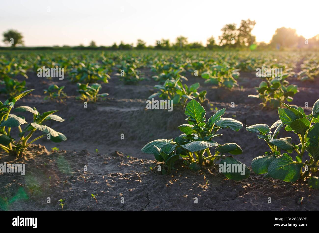 Rows of small potato bushes on a farm plantation. Vegetable rows. Growing food for sale. Olericulture. Agriculture and agro industry. Landscape with a Stock Photo
