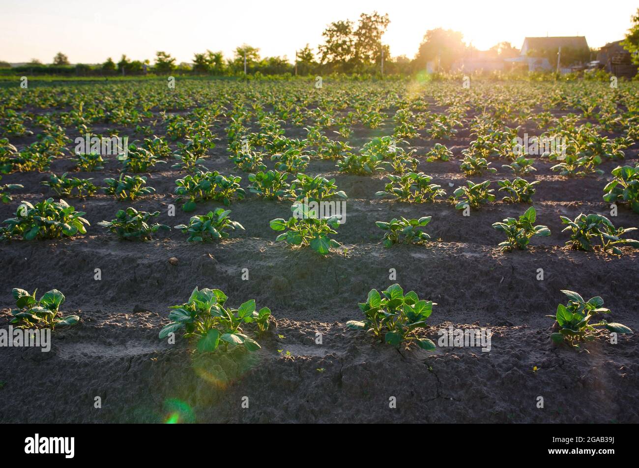Rows of potato bushes on a farm plantation. Olericulture. Vegetable rows. Growing food for sale. Agriculture and agro industry. Landscape with agricul Stock Photo