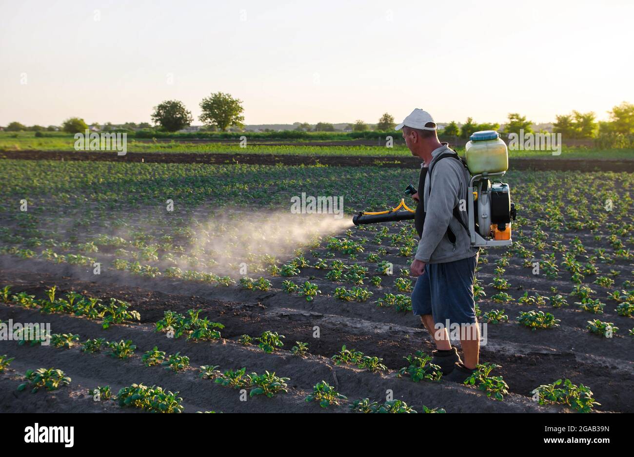 A worker with a sprayer works in the field. Use of chemicals for protection of cultivated plants