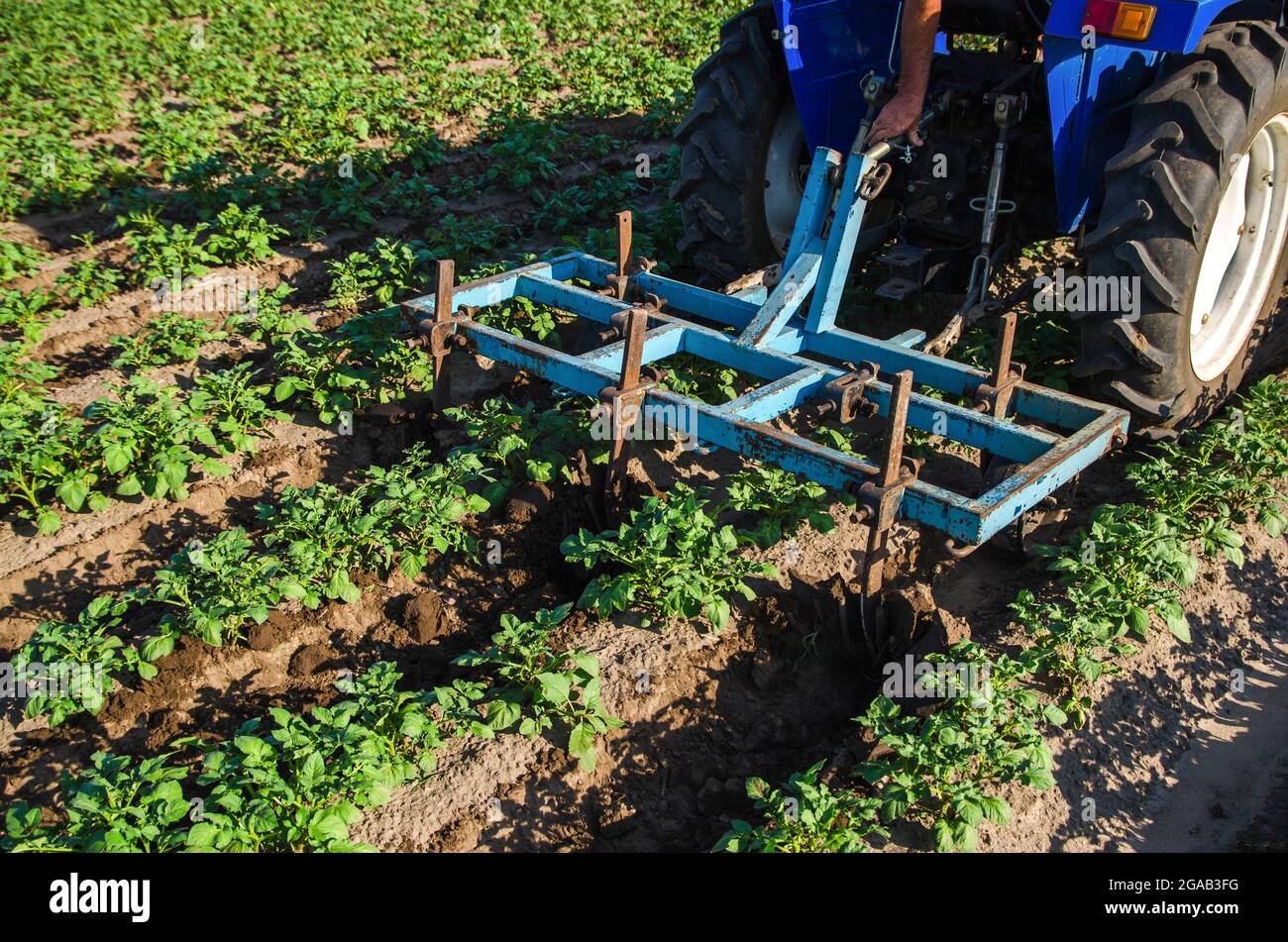 A tractor with a plow is cultivating a field of potatoes. Loosening and