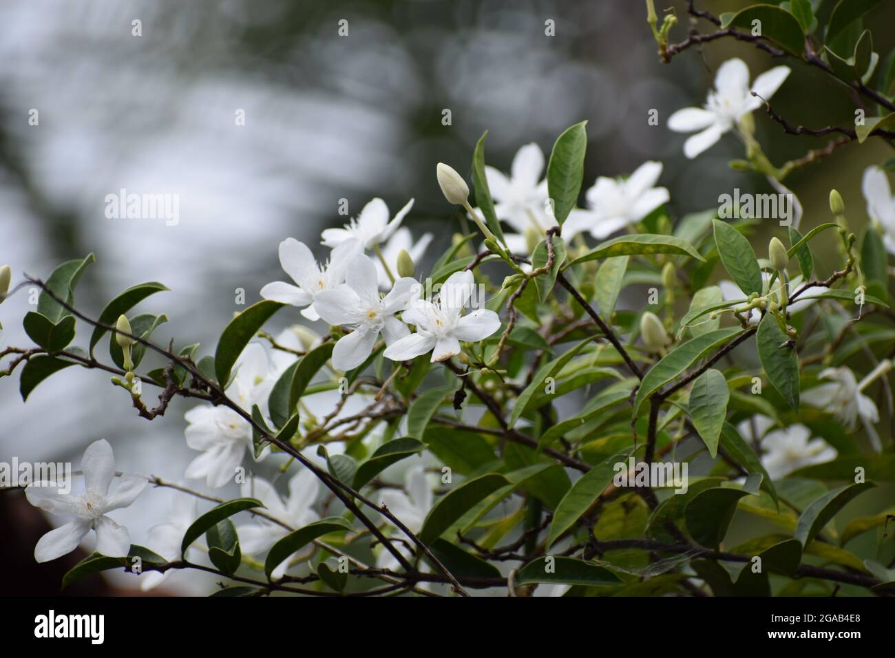 Cluster of white flowers in shiny blurred background, white beautiful coral swirl flowers in the garden Stock Photo