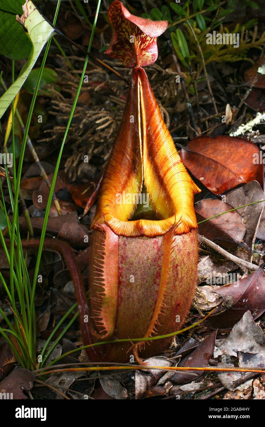 Carnivorous pitcher plant Nepenthes veitchii, Borneo, Malaysia Stock ...