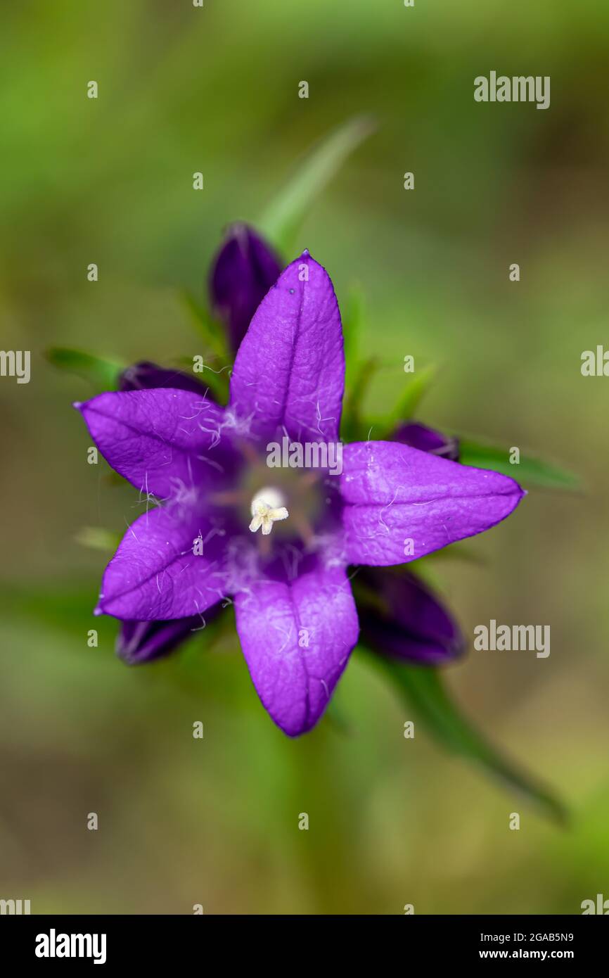 Campanula glomerata flower in the field, close up Stock Photo