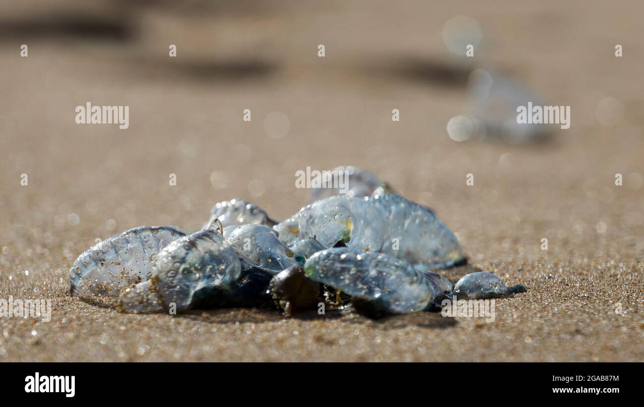 group of bluebottles on the sand at mcmasters beach on nsw central coast Stock Photo