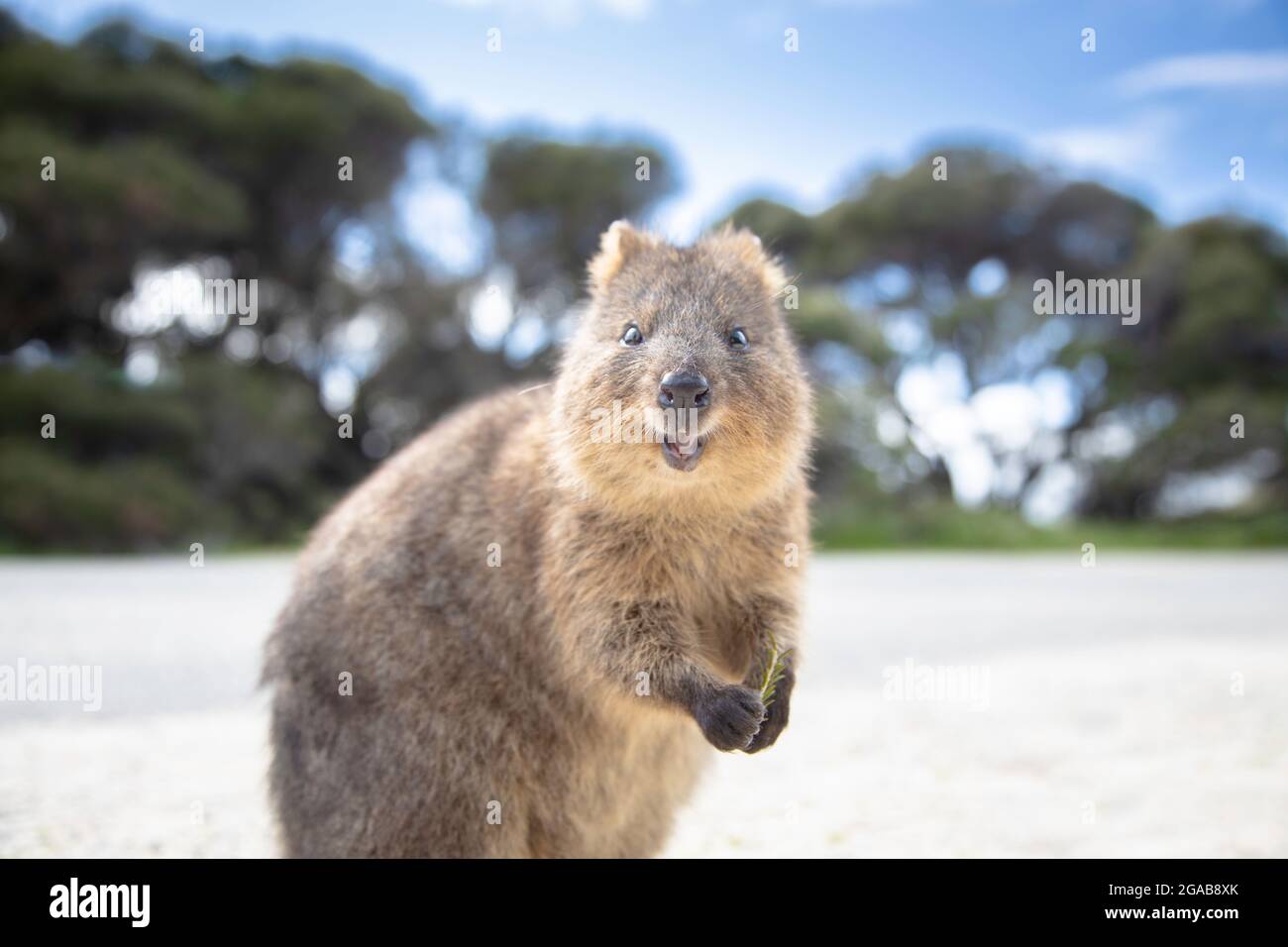 The happiest animal quokka smiling and greeting you Rottnest Island in Perth, Western Australia Stock Photo - Alamy