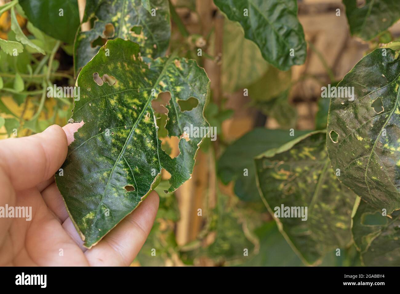 diseased pepper plant, with worms in leaves. Spoiled Sick Garden Pepper Leaf Stock Photo