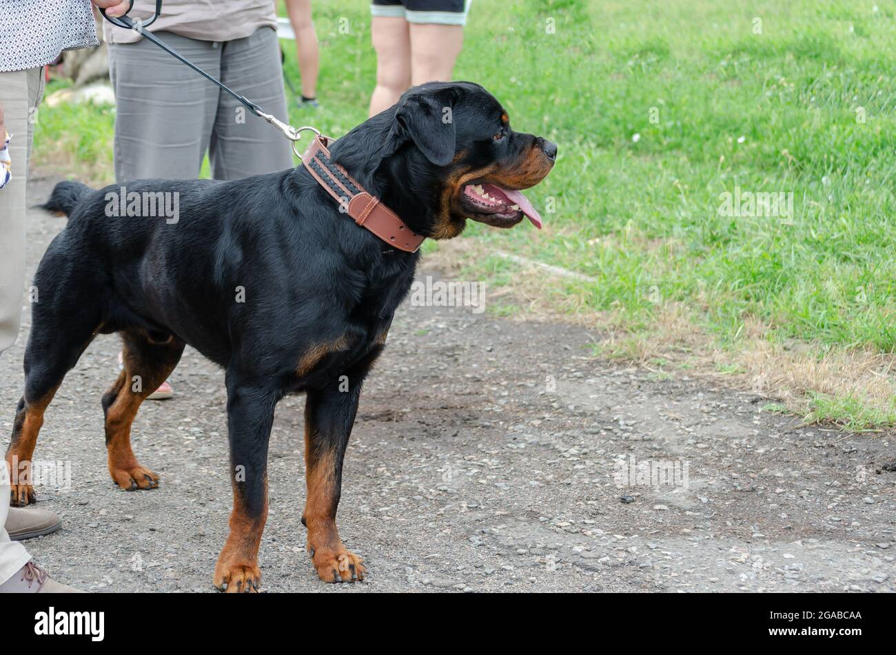 Lower section of two men taking a walk with a dog. An adult male ...