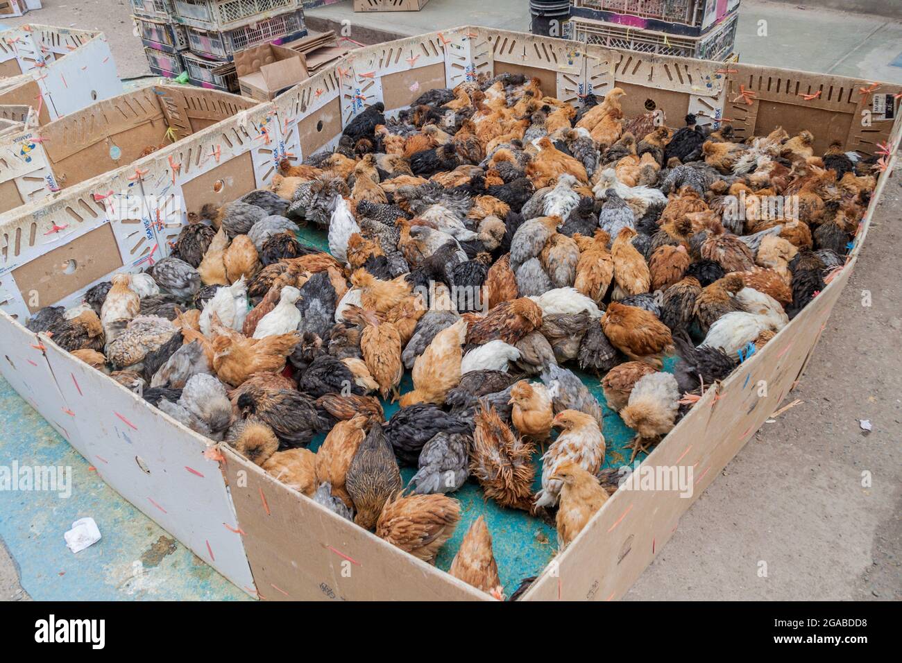 Live chicken for sale on a market in Puno, Peru Stock Photo Alamy