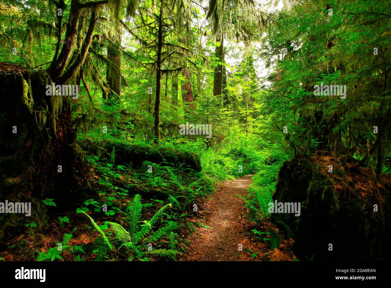 a exterior picture of an Pacific Northwest rainforest trail Stock Photo