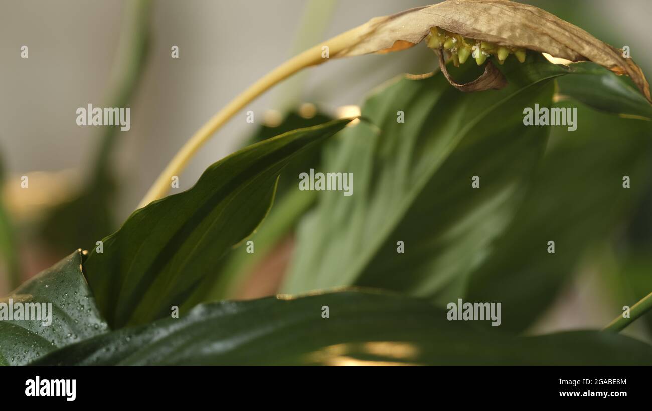 philodendron burle marx fantasy Philodendron burle marx fantasy 4