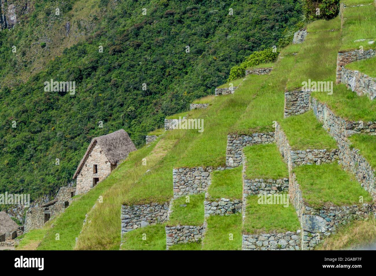 Former agricultural terraces at Machu Picchu ruins, Peru Stock Photo ...