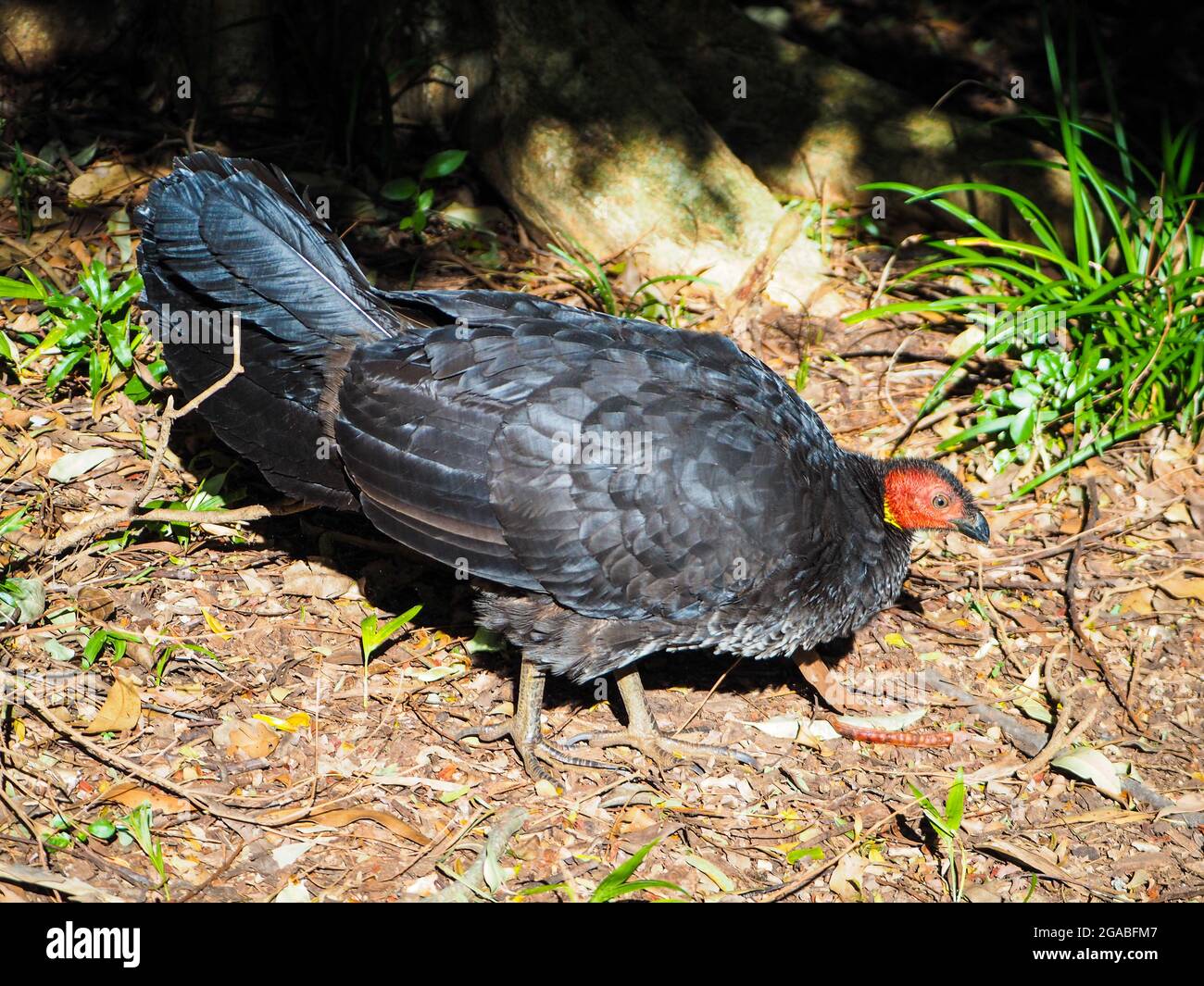 Large bird. Bush turkey or Brushturkey Stock Photo Alamy