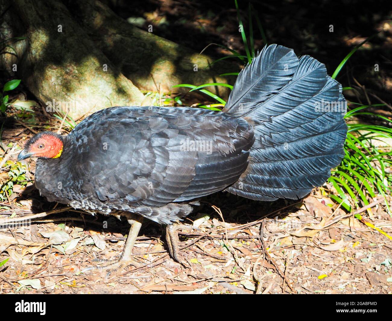 Large bird. Bush turkey or Brushturkey Stock Photo Alamy