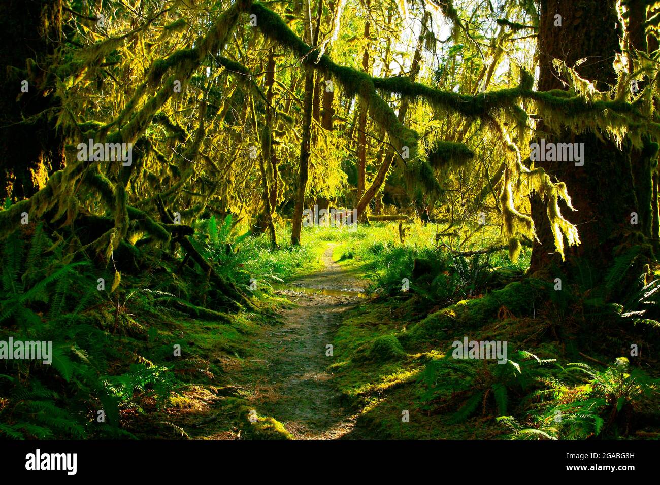 a exterior of an Pacific Northwest forest trail Stock Photo Alamy