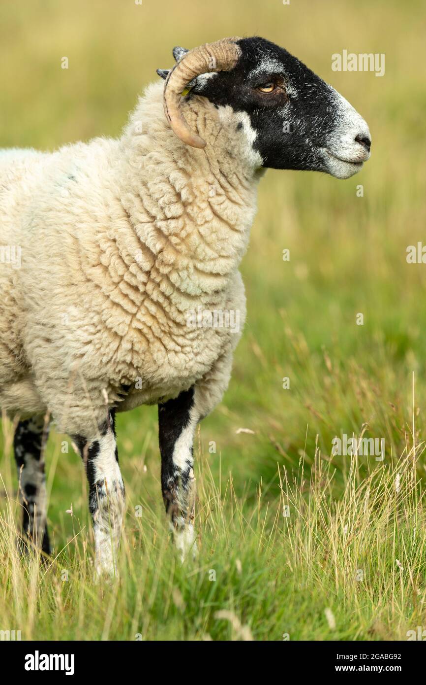 Portrait of a Swaledale Ewe in Summer. Close up of the sheep facing right and stood in Yorkshire Dales moorland. Clean background.   Swaledale sheep a Stock Photo