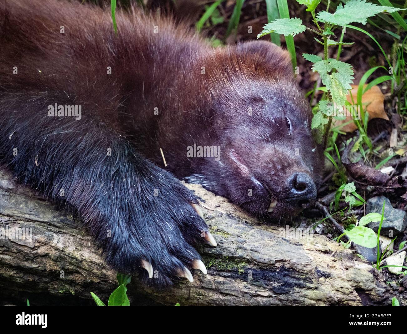 wolverine sleeping bolsa