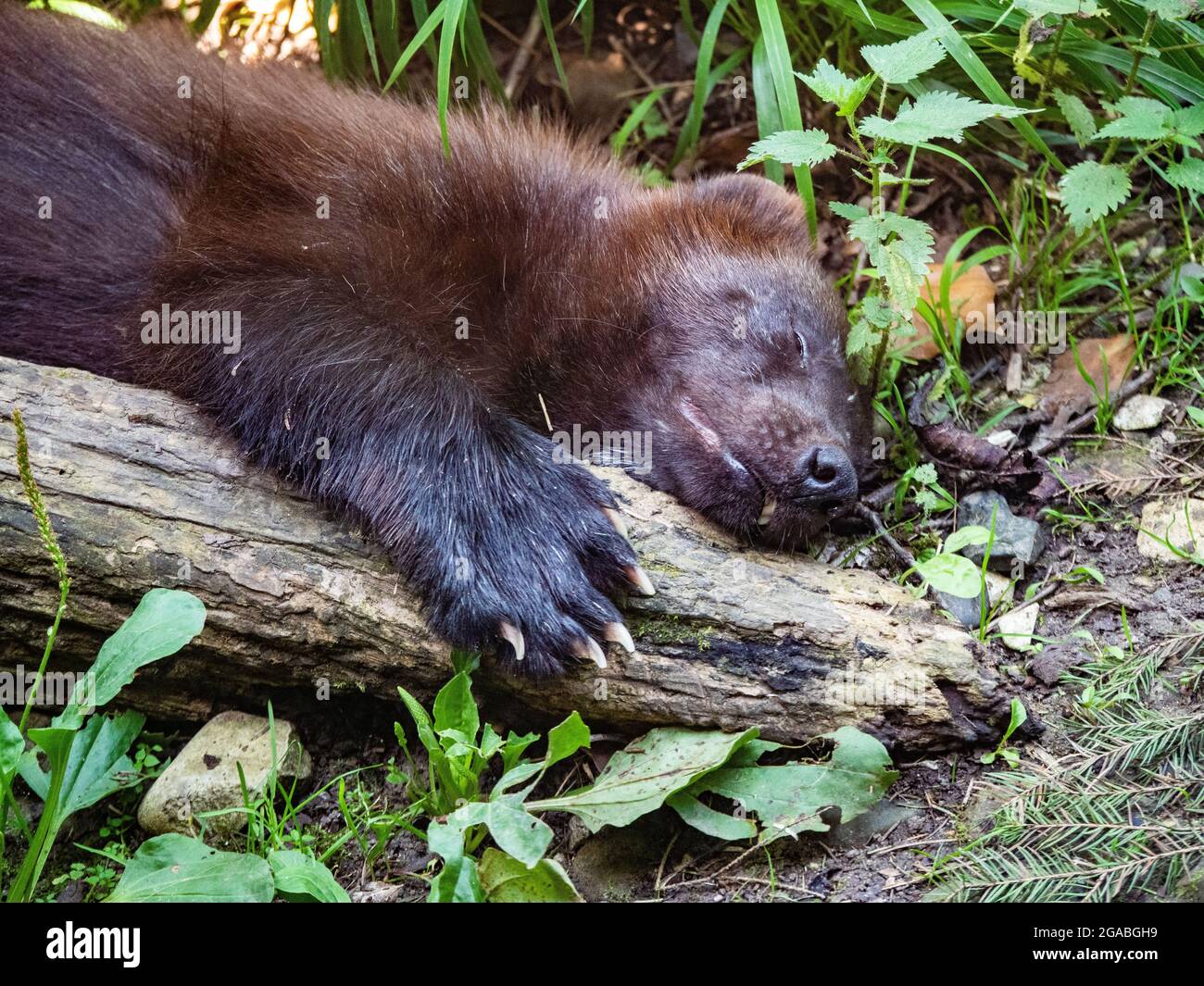 wolverine sleeping bolsa