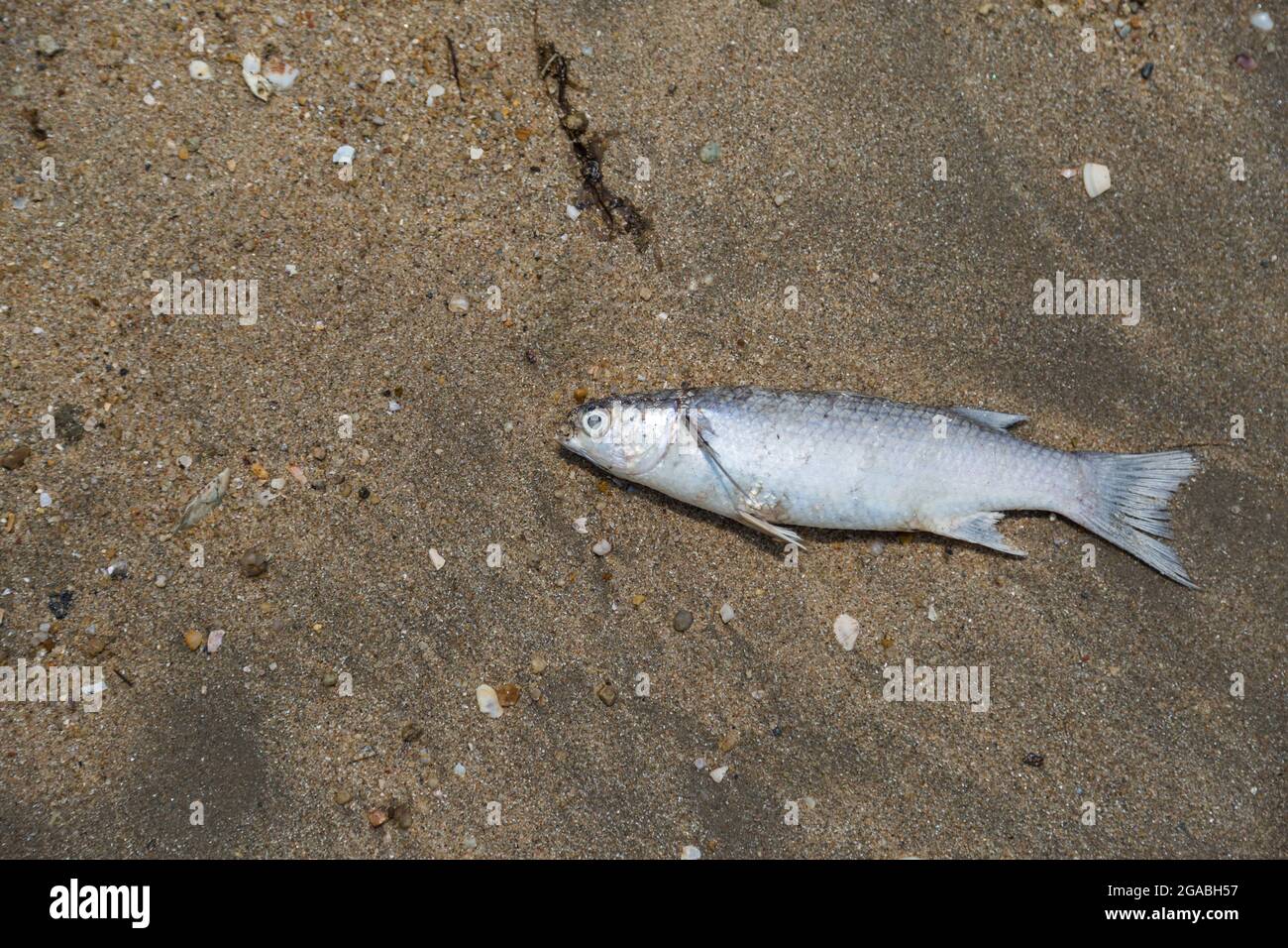 dead fish on the beach with sand background Stock Photo - Alamy