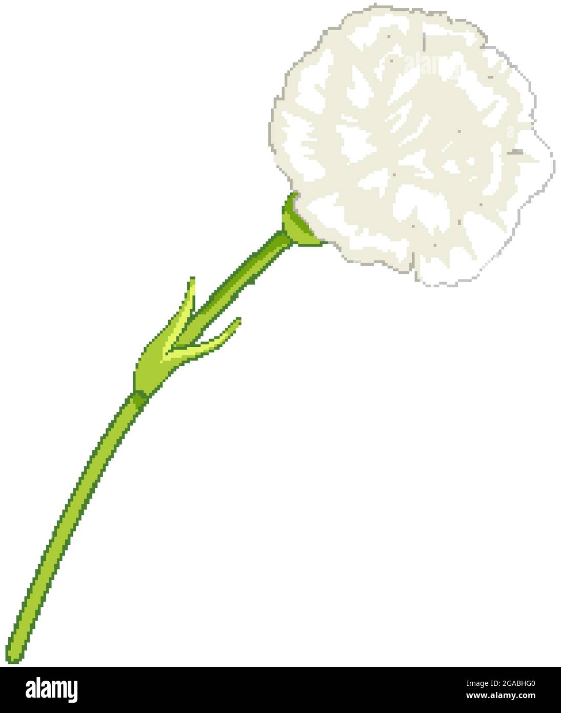 White carnation flower in cartoon style isolated illustration Stock