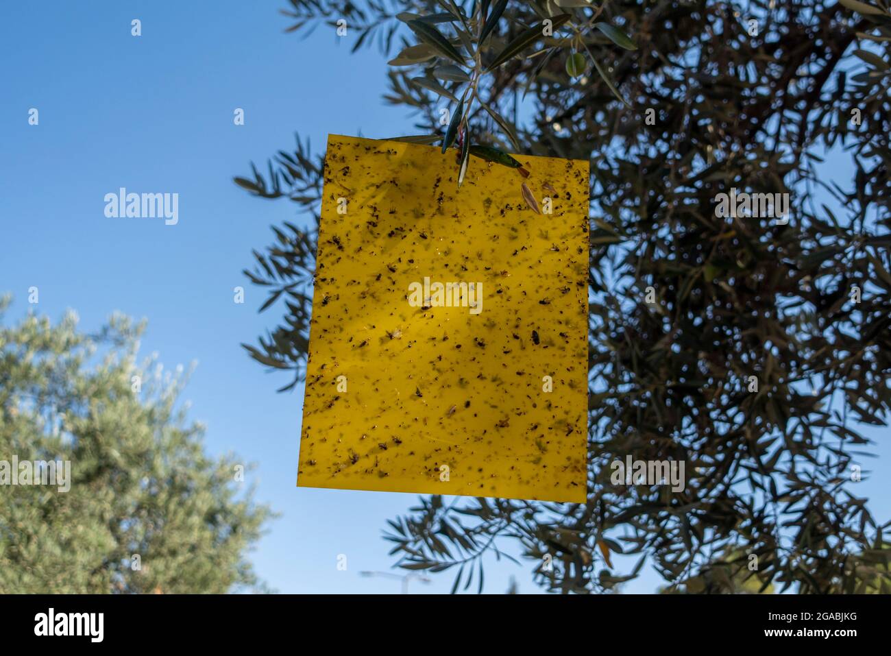 https://c8.alamy.com/comp/2GABJKG/flies-and-other-insects-caught-on-sticky-fly-paper-trap-hanged-in-an-olive-tree-in-east-jerusalem-israelor-2GABJKG.jpg
