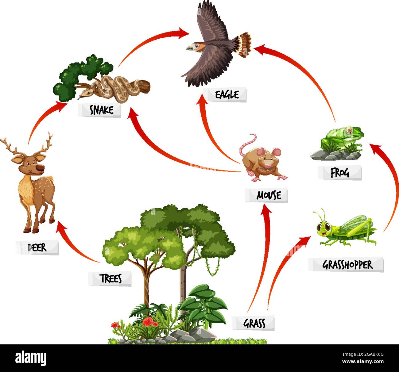 Diagram showing food web in the rainforest illustration Stock Vector Image  & Art - Alamy