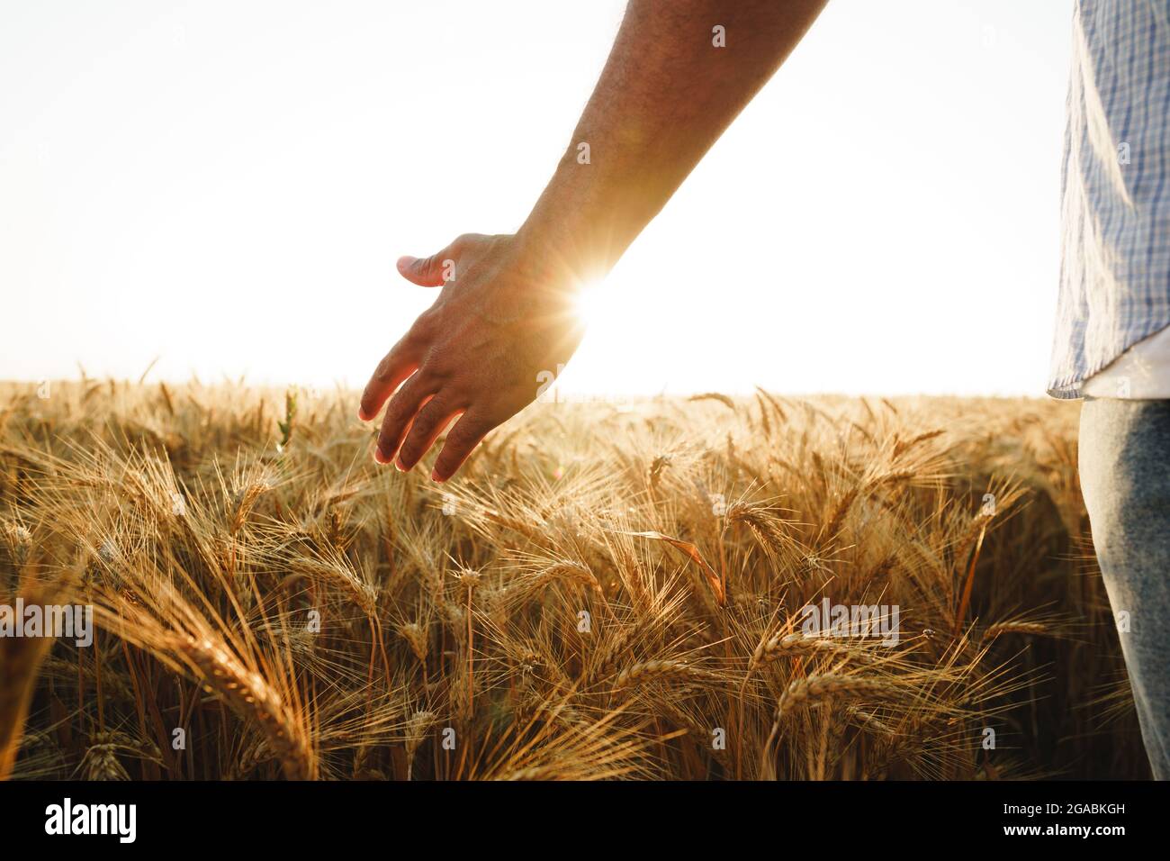 Male hand touches wheat ears on field at sunset Stock Photo - Alamy