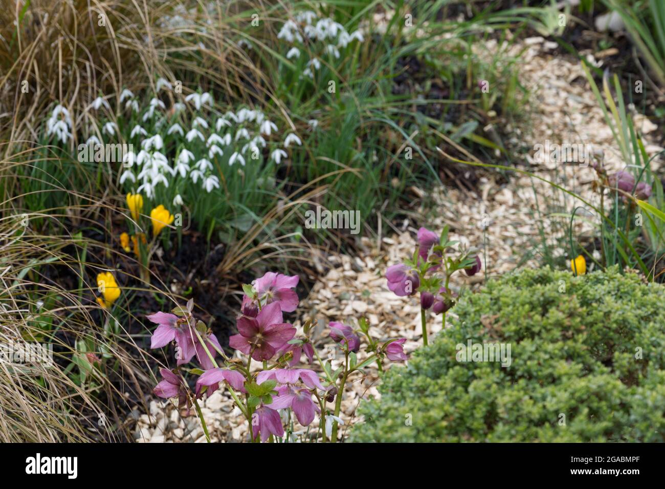Winter flowers, crocus snowdrops and pink hellebore in a garden setting February UK Stock Photo