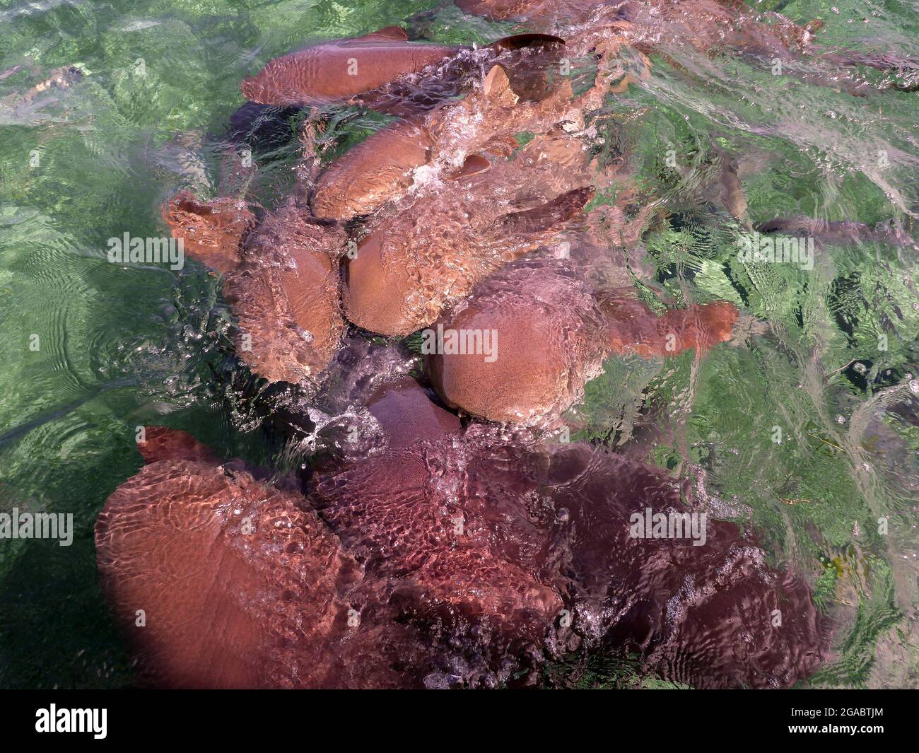 Ginglymostoma cirratum, Caye Caulker, Belize Stock Photo