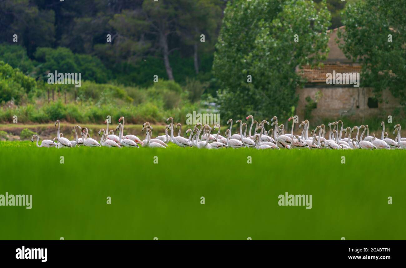 Large group of flamingoes heads up feeding on the ricefield Stock Photo