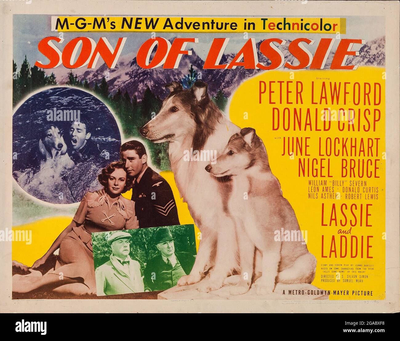 Son of Lassie Year : 1945 USA Director : S. Sylvan Simon Lobby card Stock Photo