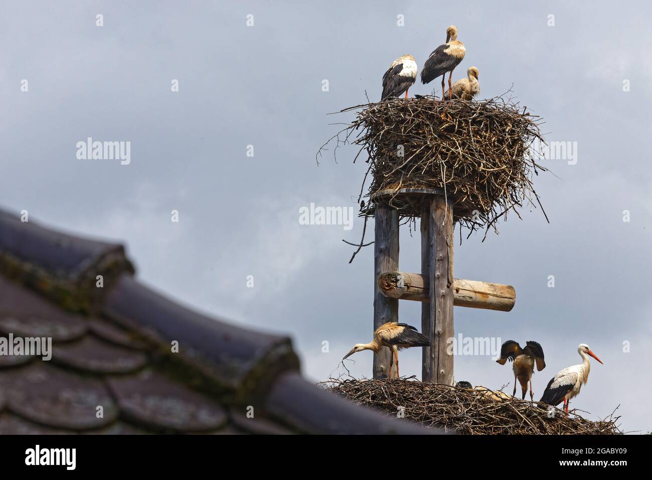Storks and their nest in Strasbourg. Storks are symbol of Alsace region. Stock Photo