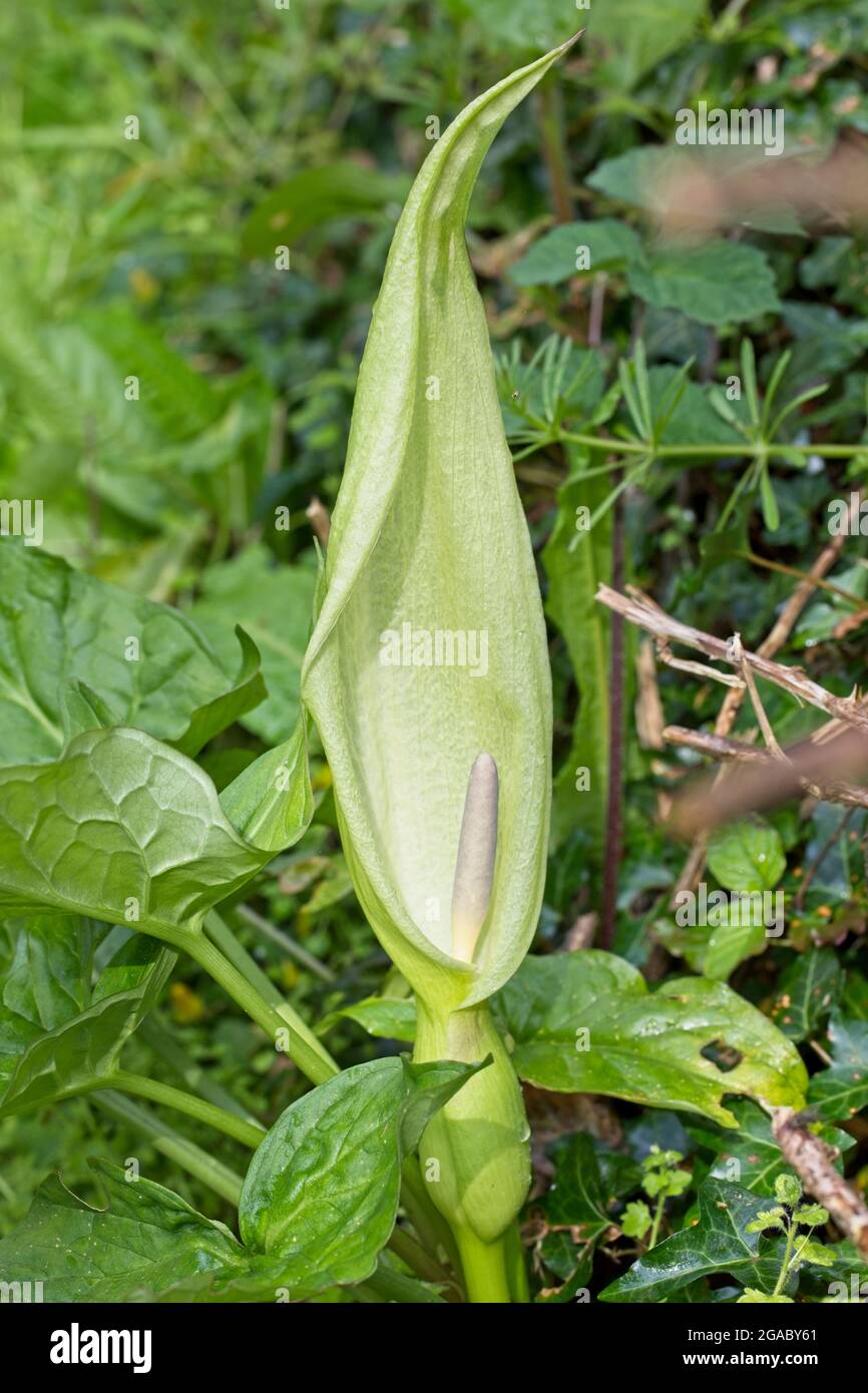 Arum maculatum, also known as Cuckoo Pint, Cuckoo-pint or Lords-and-Ladies flowering, Devon, UK. Stock Photo