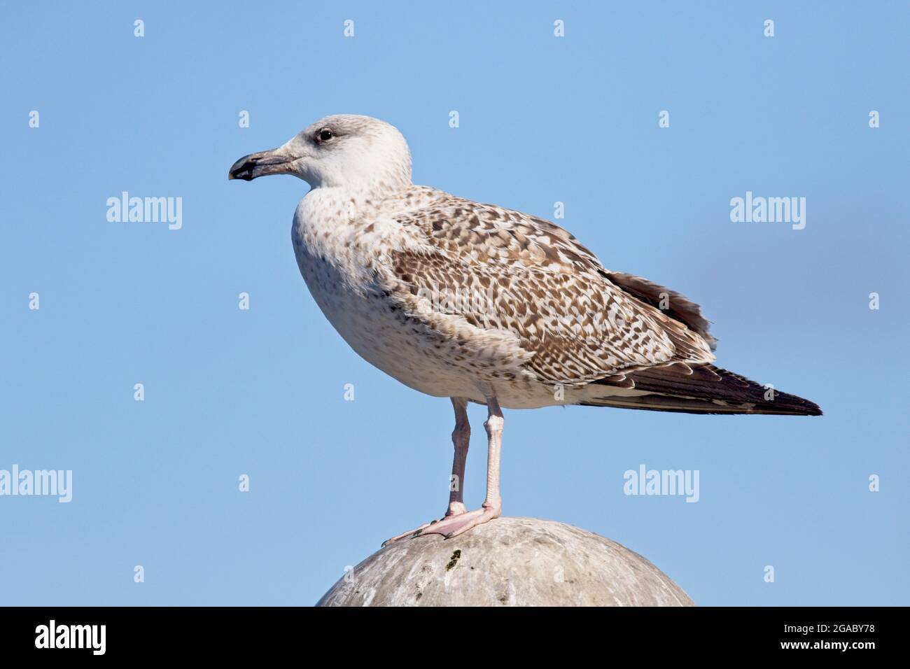 Great Black-backed Gull (Larus marinus), a first winter in Newlyn Harbour, Cornwall, UK. Stock Photo