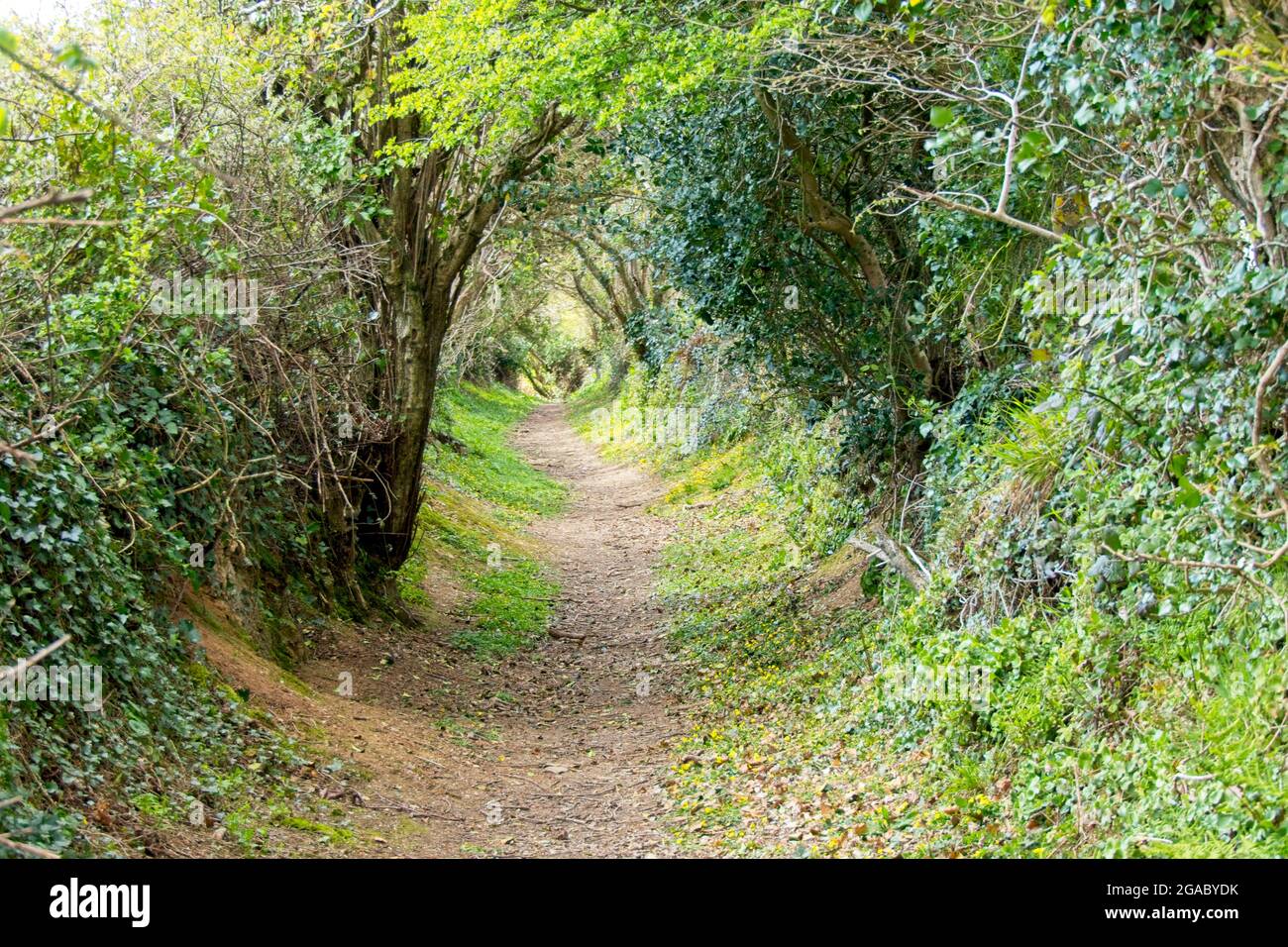 A 'Green Lane', ancient track, bridlepath, on the Roseland Peninsula, Cornwall, UK. Stock Photo