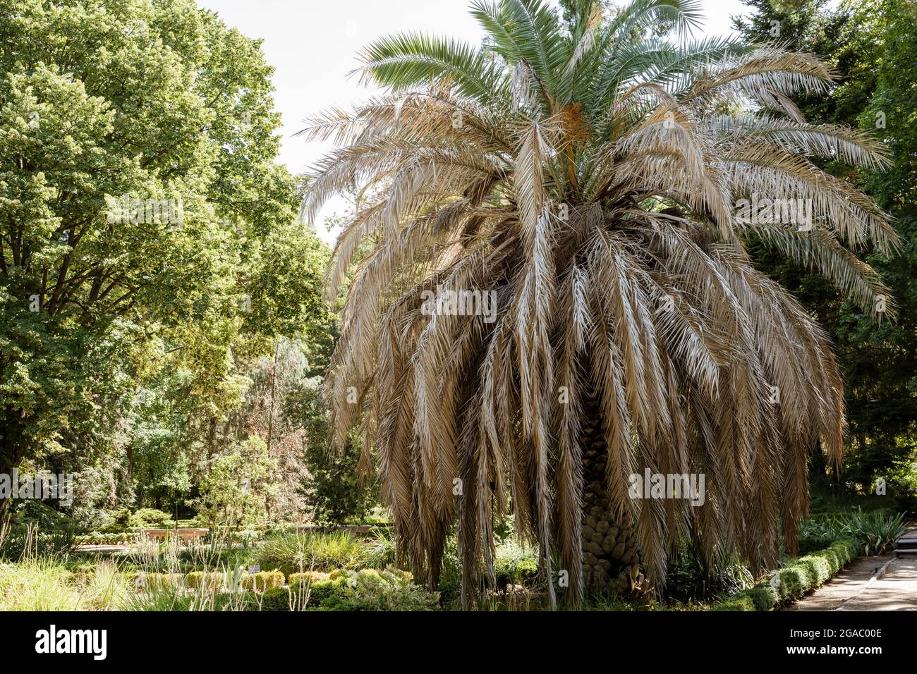 important and ancient palm tree in the garden of Madrid Stock Photo Alamy