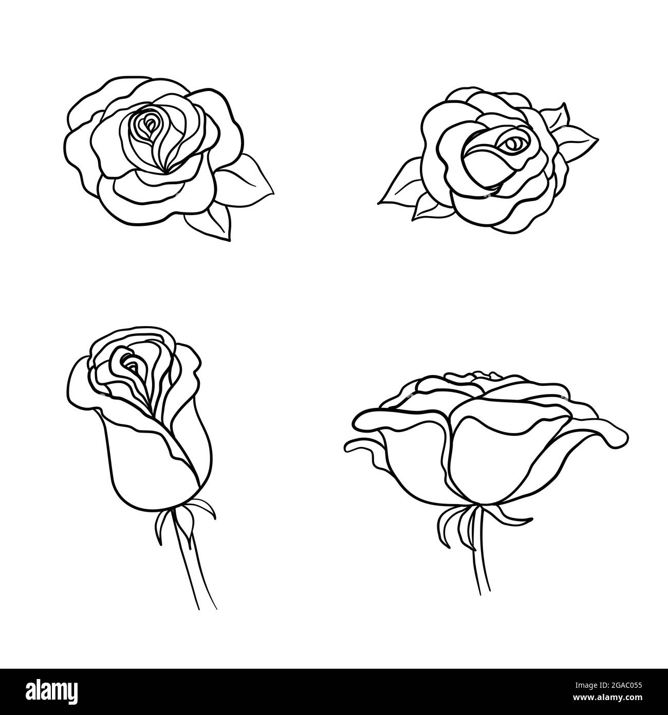 Hand drawn roses. Sketch rose flowers with buds, leaves and stems