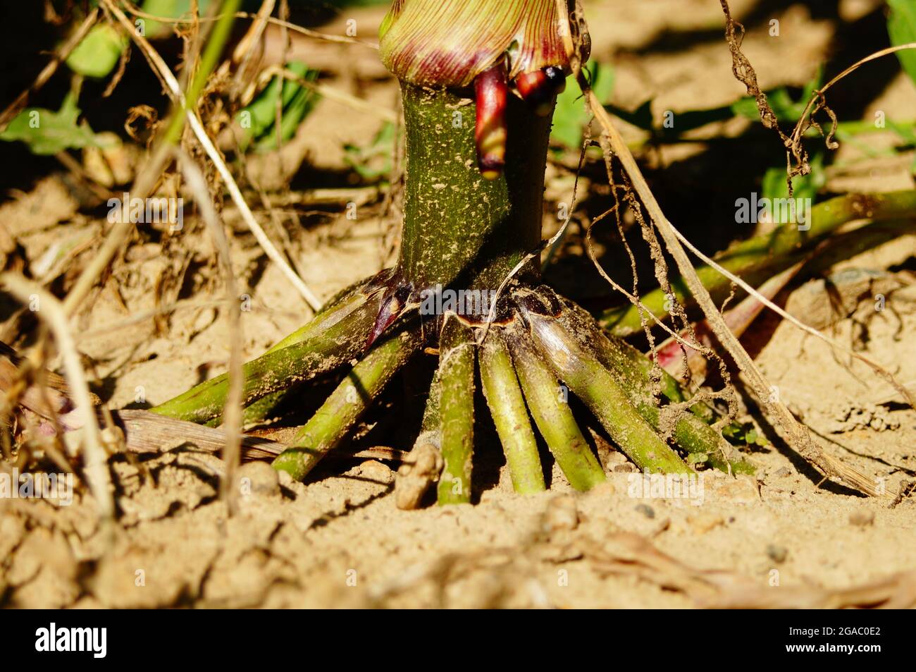 Brace roots of a corn plant Stock Photo Alamy