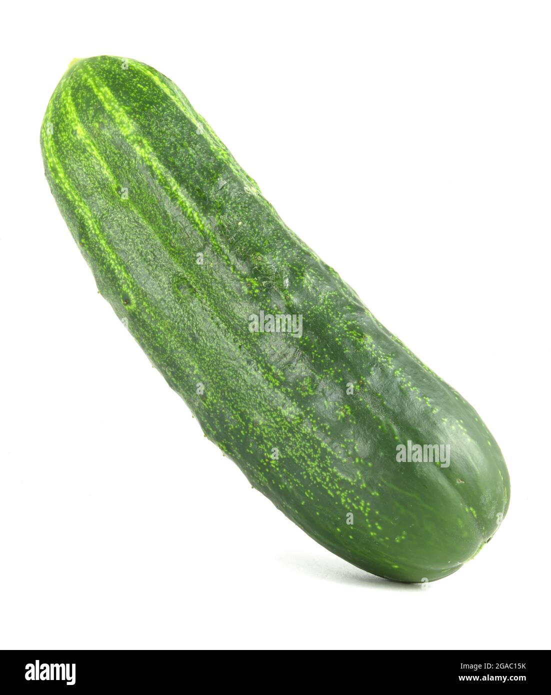 Prickly cucumber hires stock photography and images Alamy