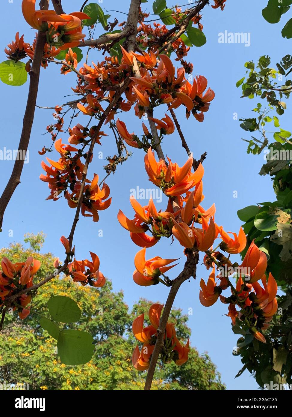 Top 25 Most Beautiful Flowering Trees Of India, 41 OFF