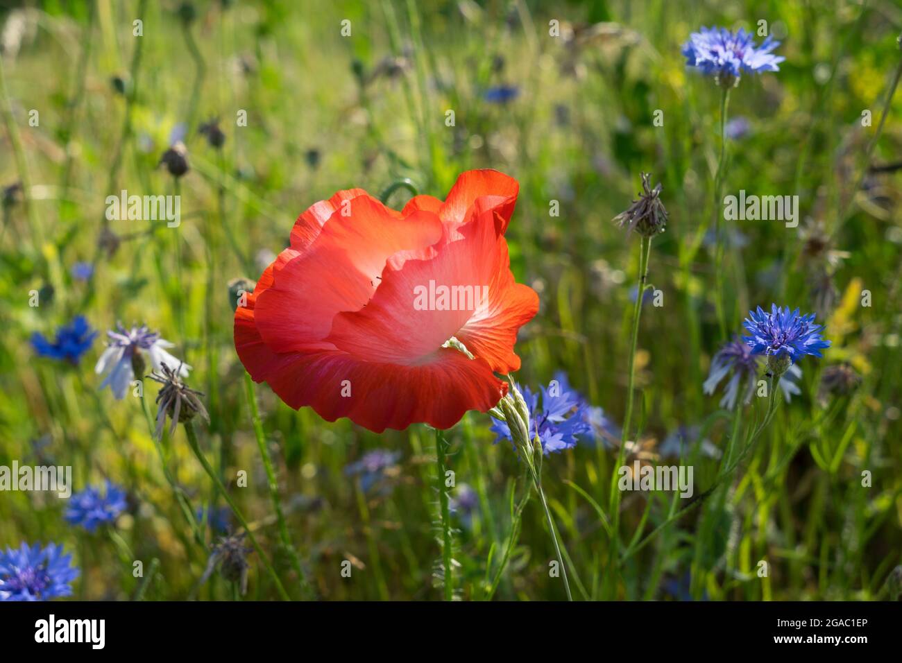 beautiful red poppy flower and green meadow in summer natural close-up Stock Photo