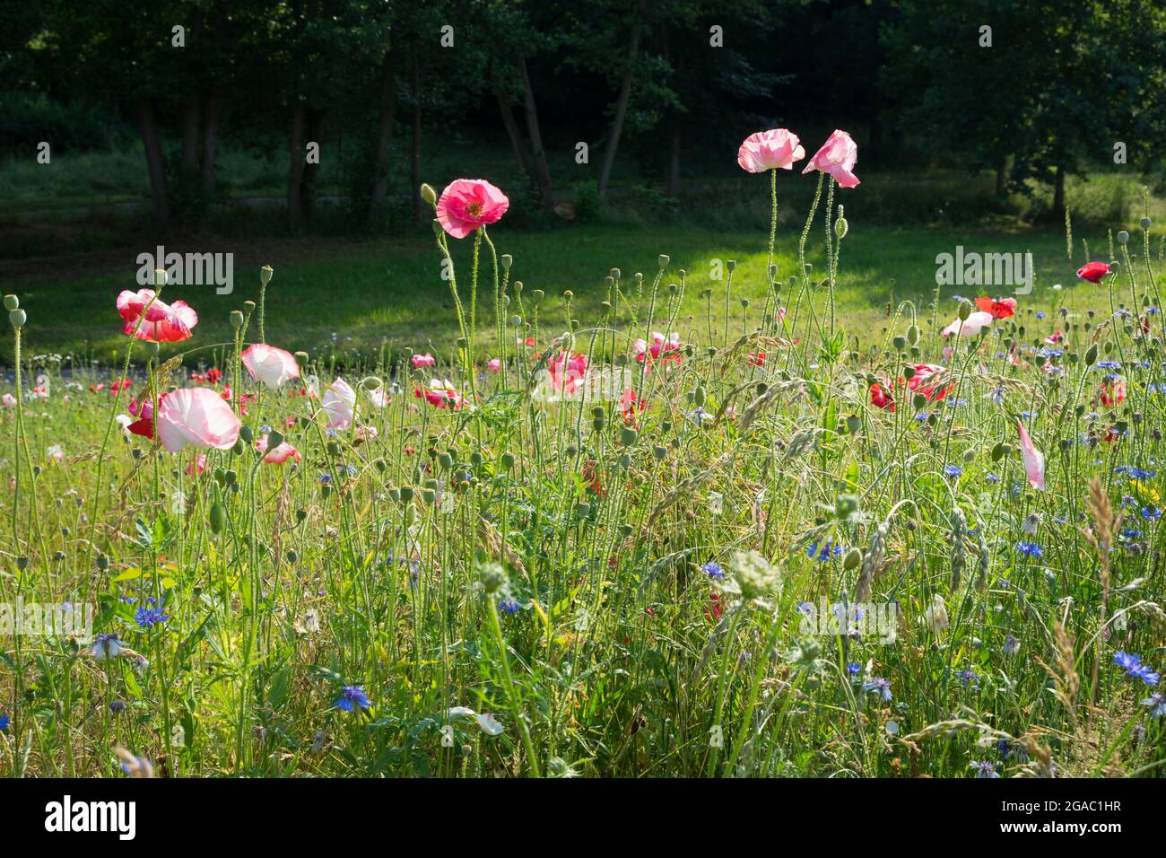 Pink grass hires stock photography and images Alamy