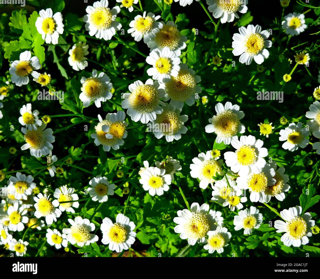 Tanacetum parthenium, Feverfew, Bachelors Buttons, Featherfew, Featherfoil, Flirtwort plant and flower. Traditional medicinal herb. Stock Photo